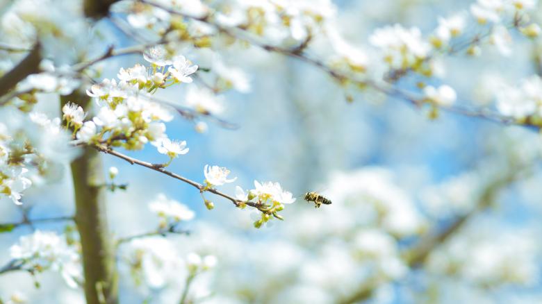 Top 4 Allergy Treatments to Breath Easy
